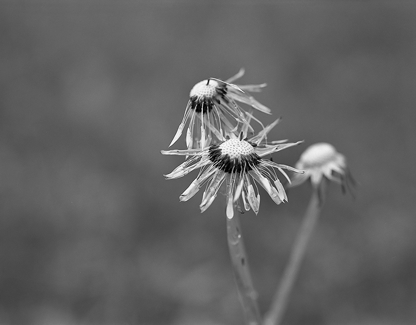 Rainy Day