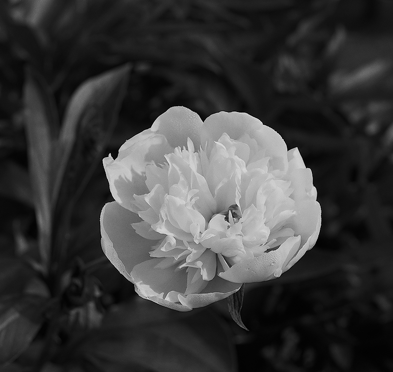 The Last Peony