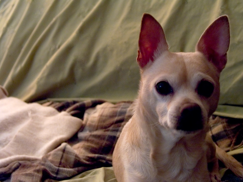 Peties Bed