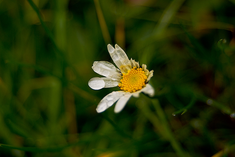 The Flower in my Yard