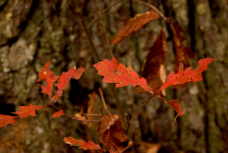 Looking for Color on a Dreary Day