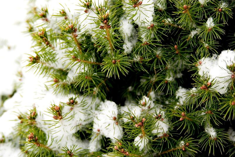 The Only Green in Winter