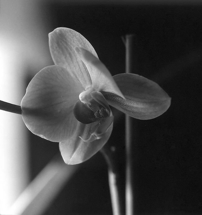 Orchid
