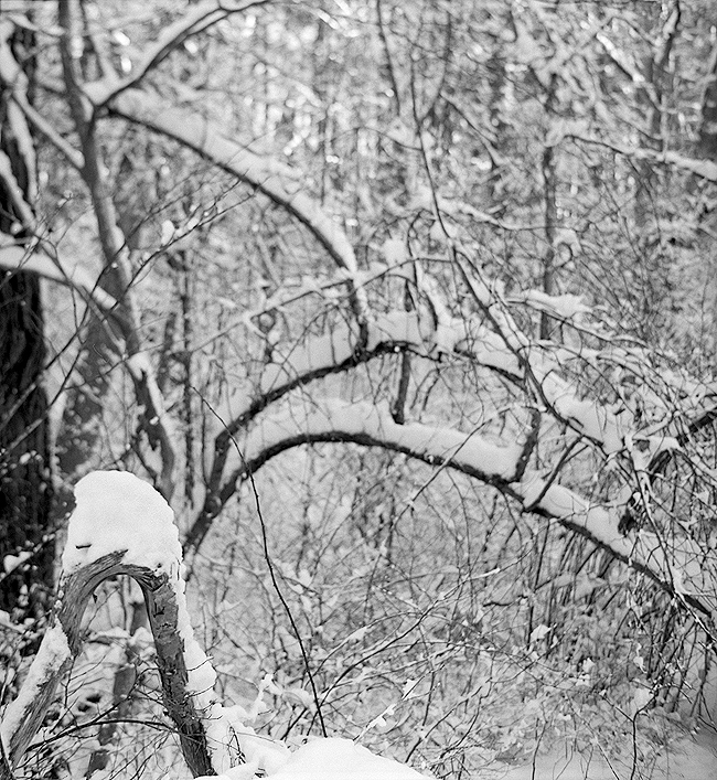 A Walk in the Woods