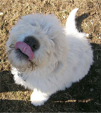 Komondor Pup