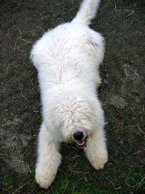 6 Month Old Komondor