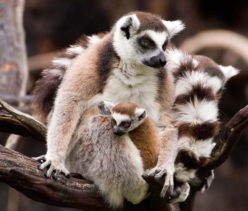 Ring Tailed Lemurs 2