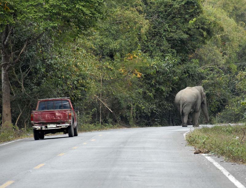 Elephant sighting...