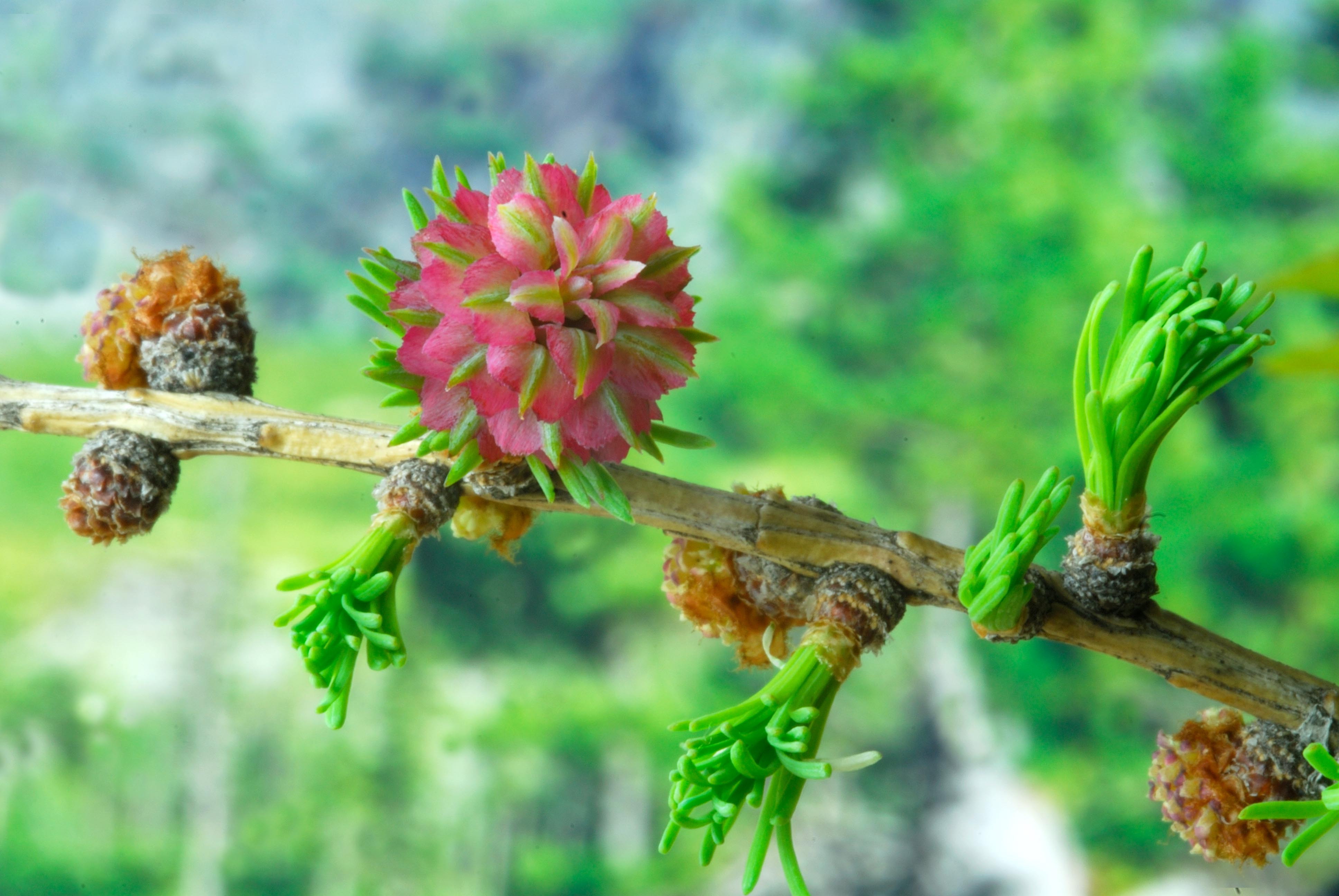 Siberian Larch