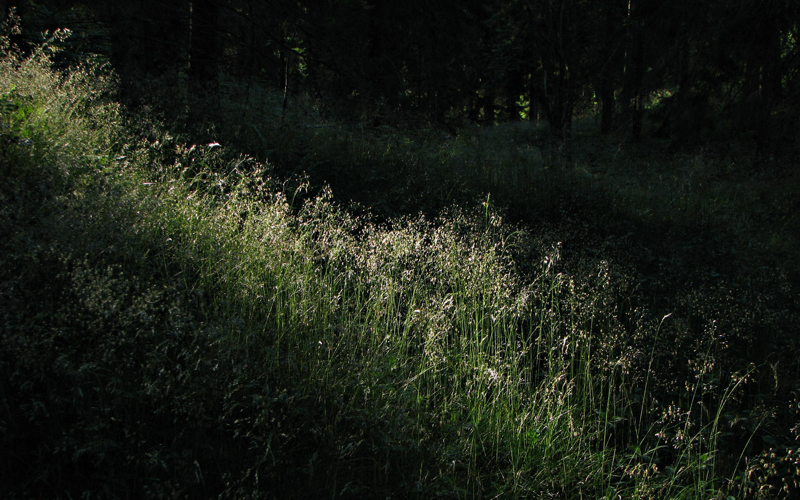 Solstrle i skogen