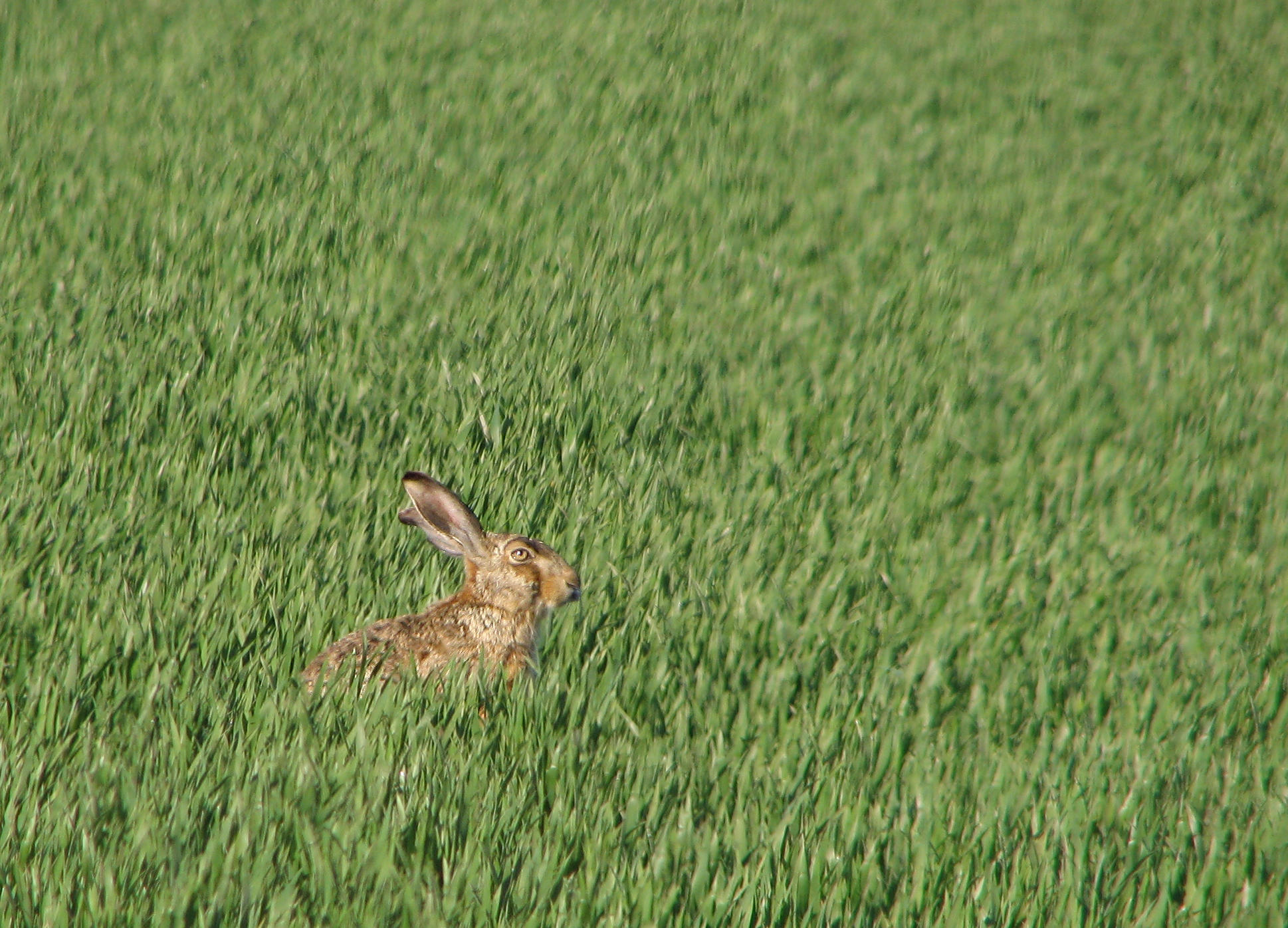 Hare