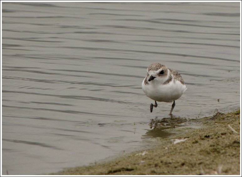 snowy plover2.jpg