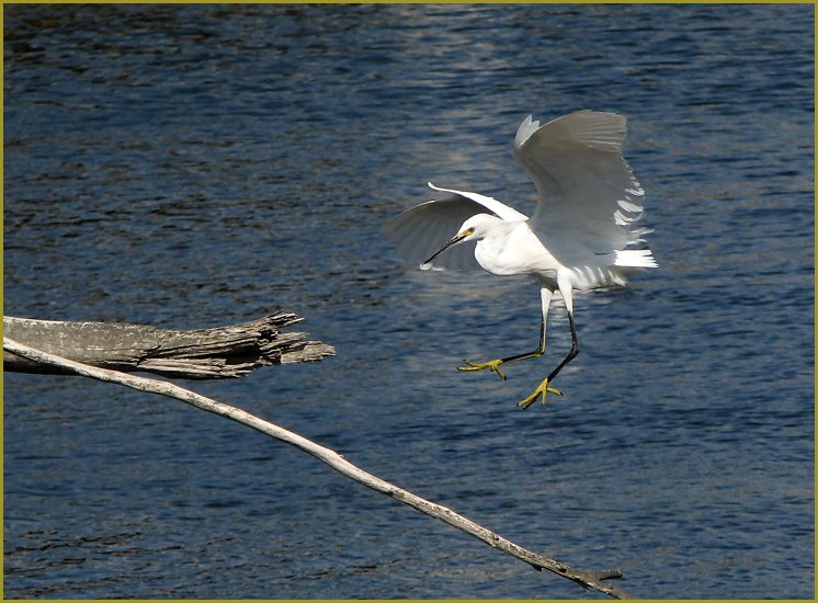 snowy egret 6.jpg