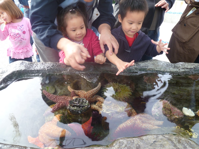 Long Beach 水族館摸海星海膽