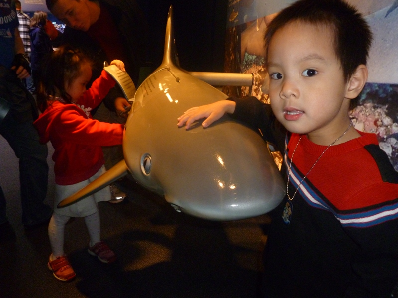 Long Beach 水族館鯊魚模型