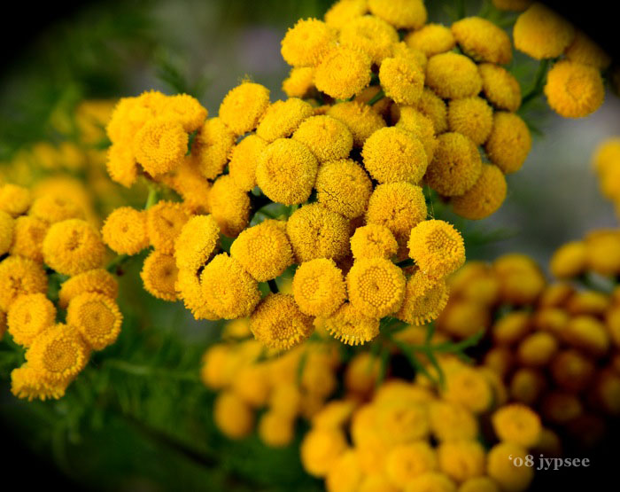 tansy