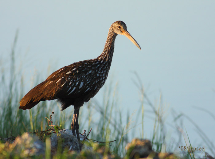 limpkin in late light