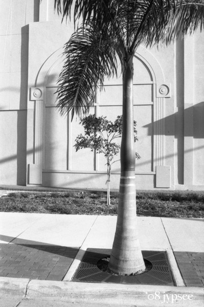 royal palm in the sidewalk