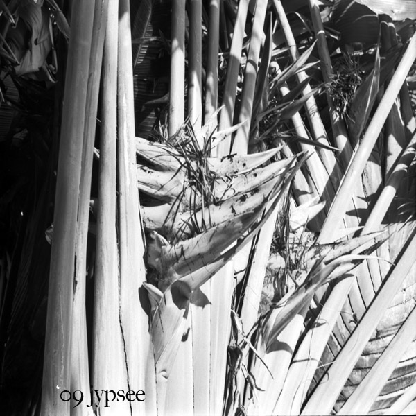  marina palm fronds