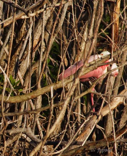 roseate spoonbill in the mangroves at dusk