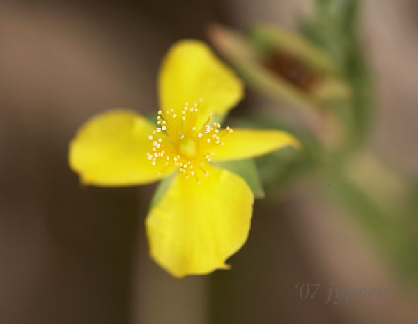 heart-leaved-st.-peters-wort