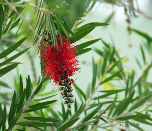 bottle brush bloom