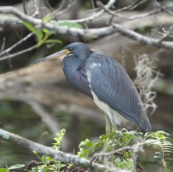 tricolor heron