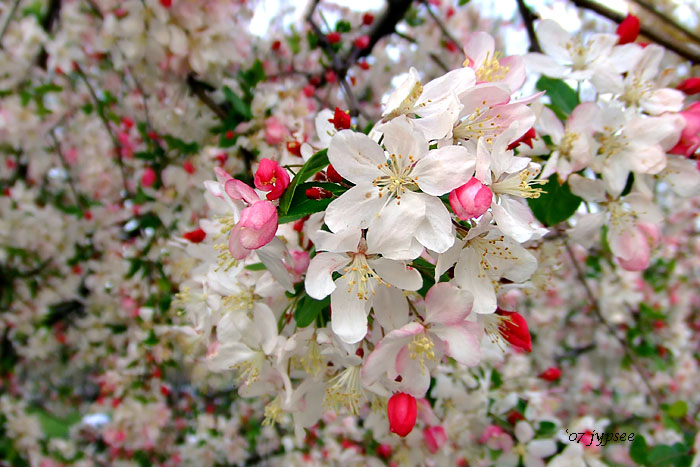 apple blossoms