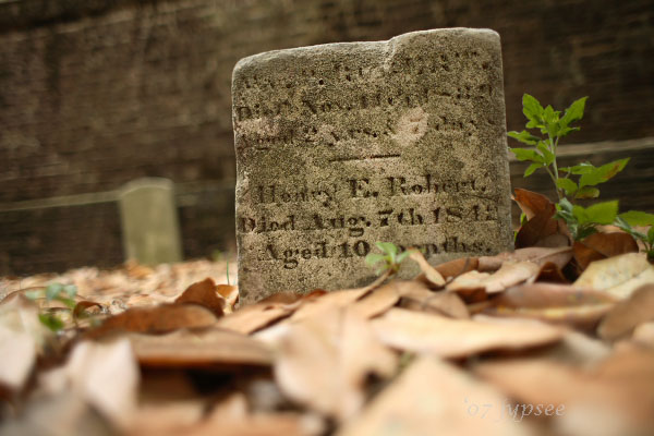 headstone in the magnolia leaves