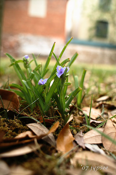 spiderwort