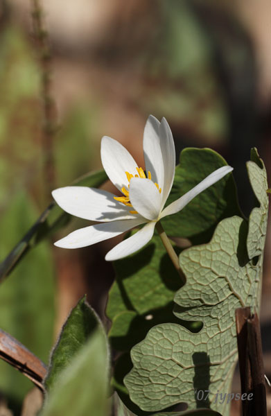 bloodroot leaf and blossom