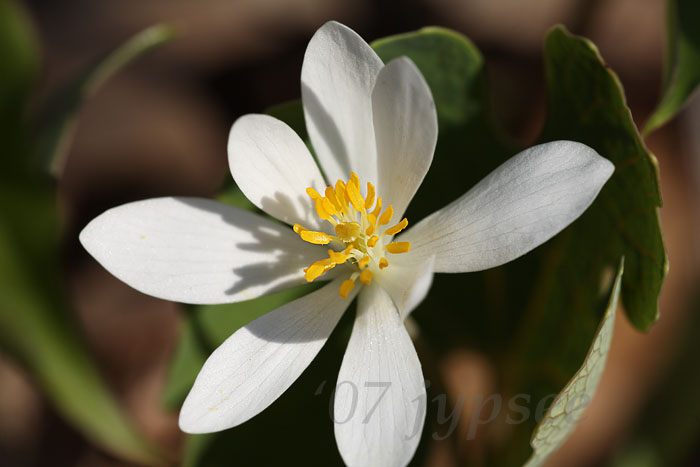 bloodroot blossom