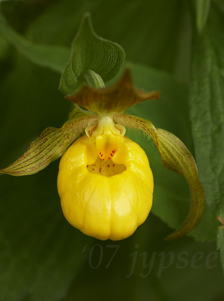 yellow ladys slipper