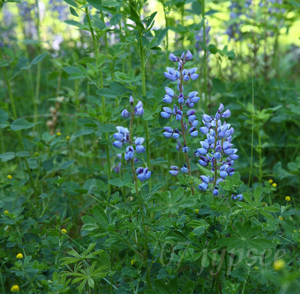 lupine