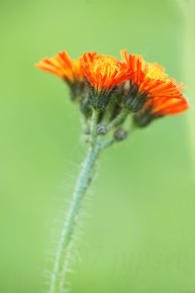 hawkweed bouquet