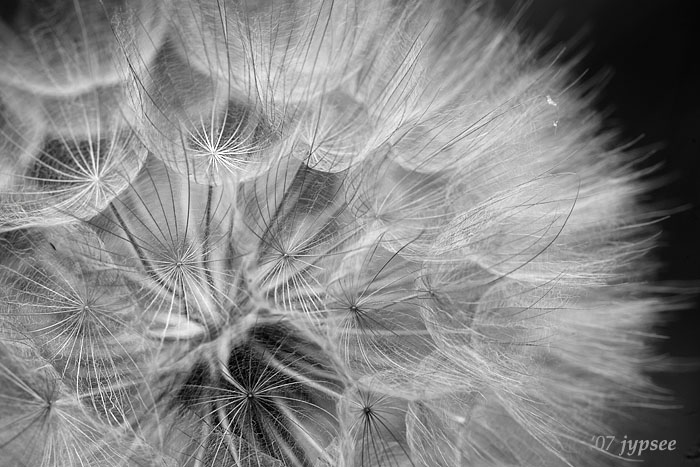 yellow goats beard seedhead