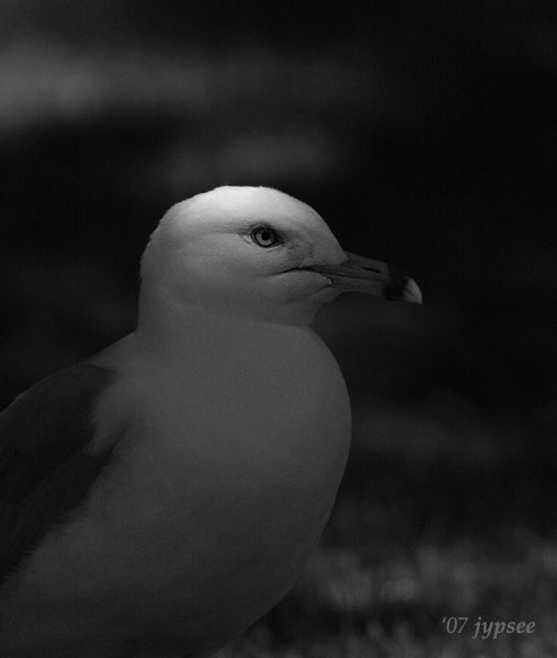 illuminated gull