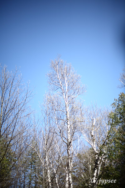 spring birch