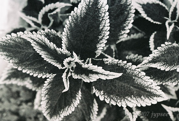 coleus