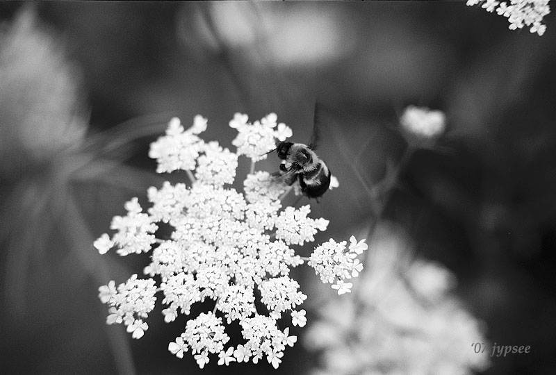 bee and queen