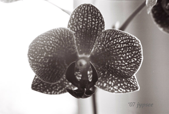 orchid