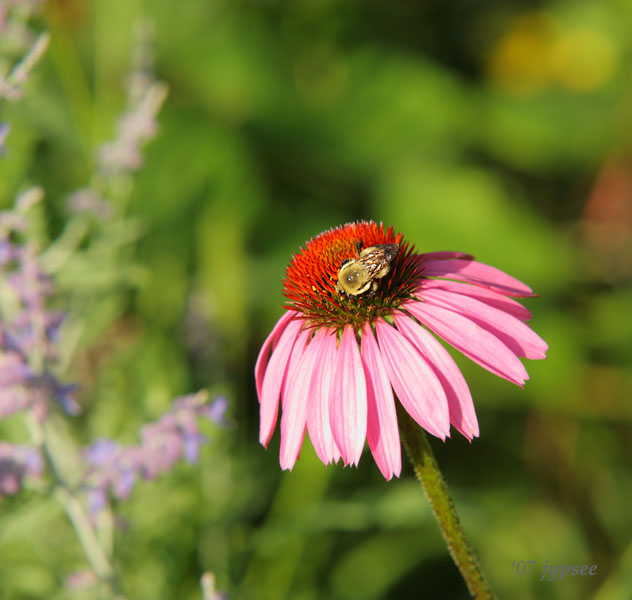 this years bee on purple coneflower