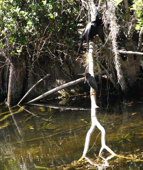 green heron and anhinga