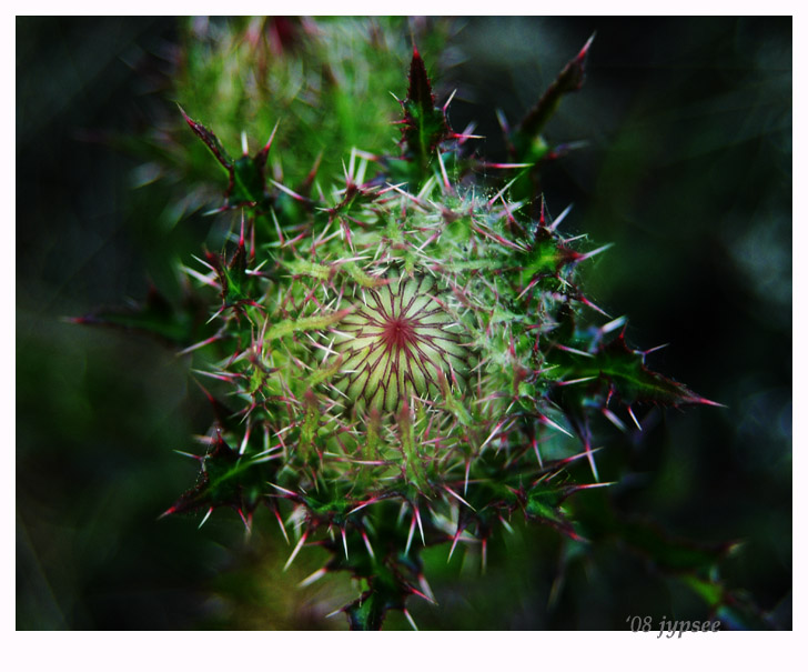 thistle blossom