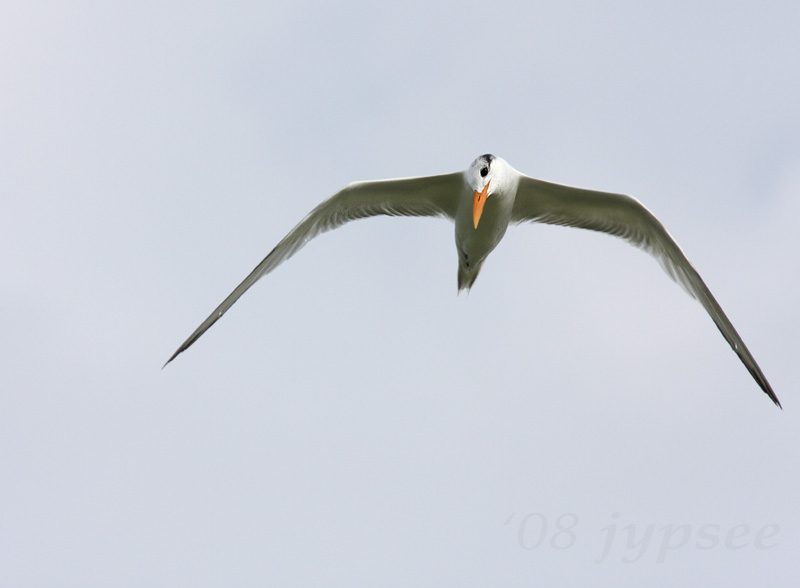 royal tern in winter color