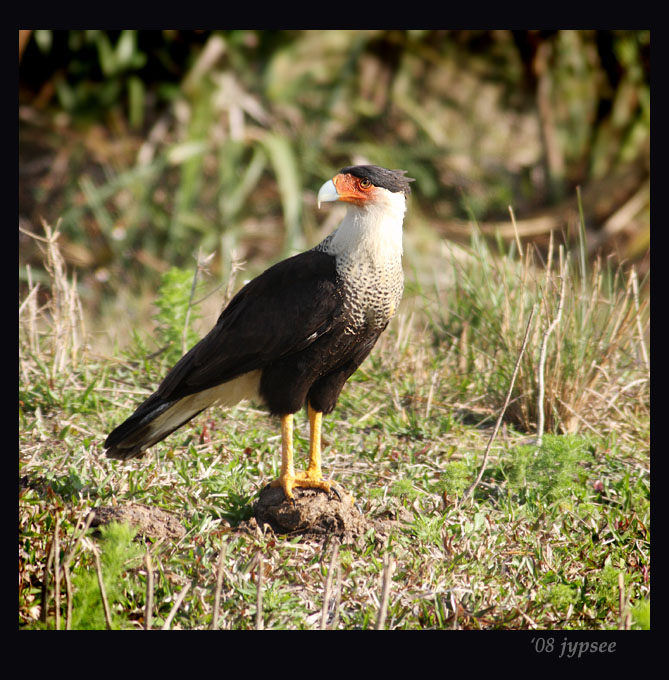 crested caracara standing on a pile of manure