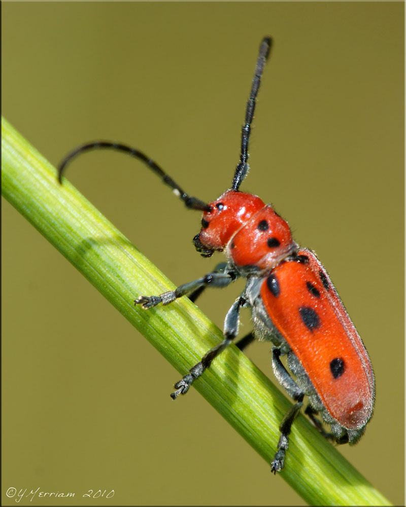 Red Milkweed Beetle