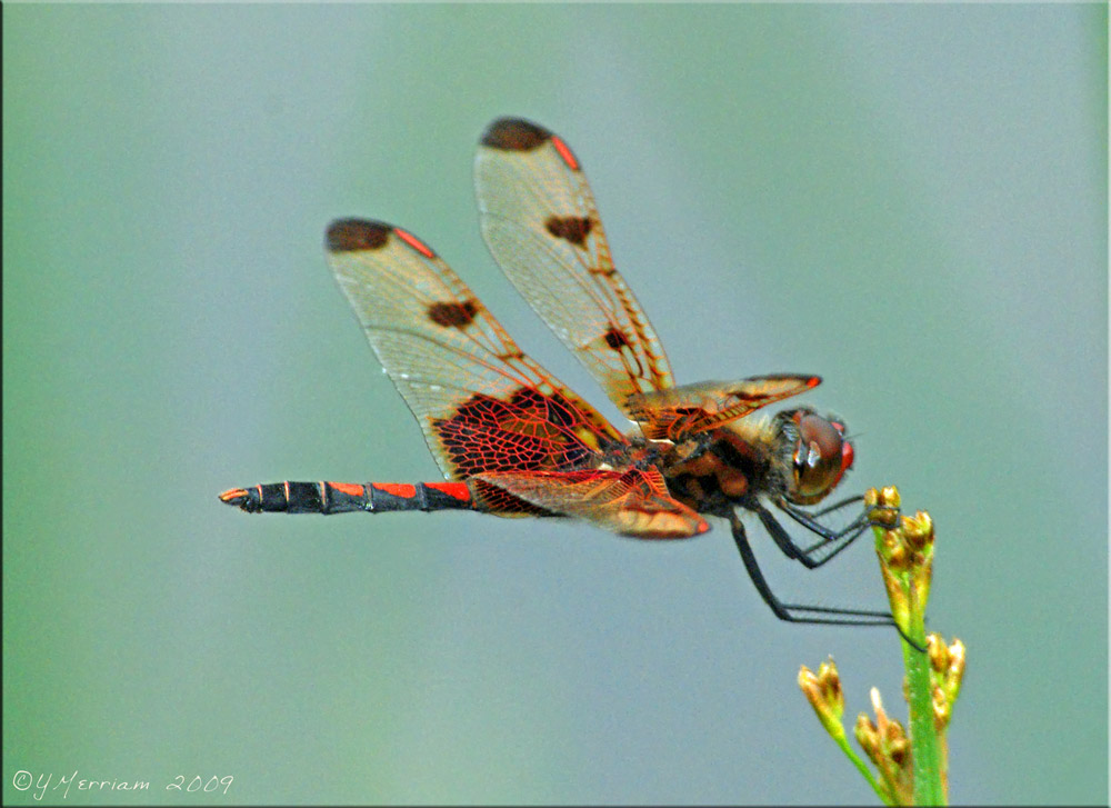 Celithemis elisa - Calico Pennant Male