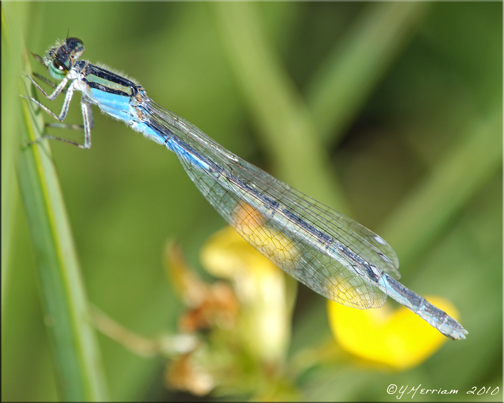 Possible Female Stream Bluet ~ Enallagma exsulans