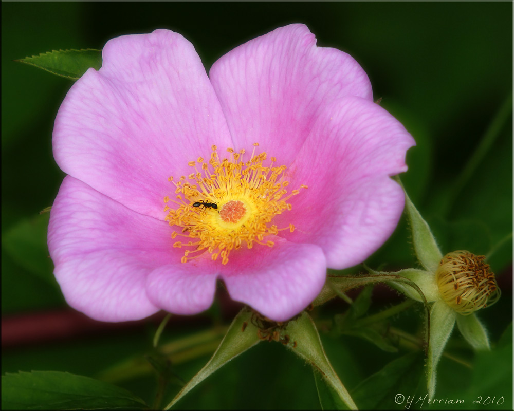 Swamp Rose with Ant